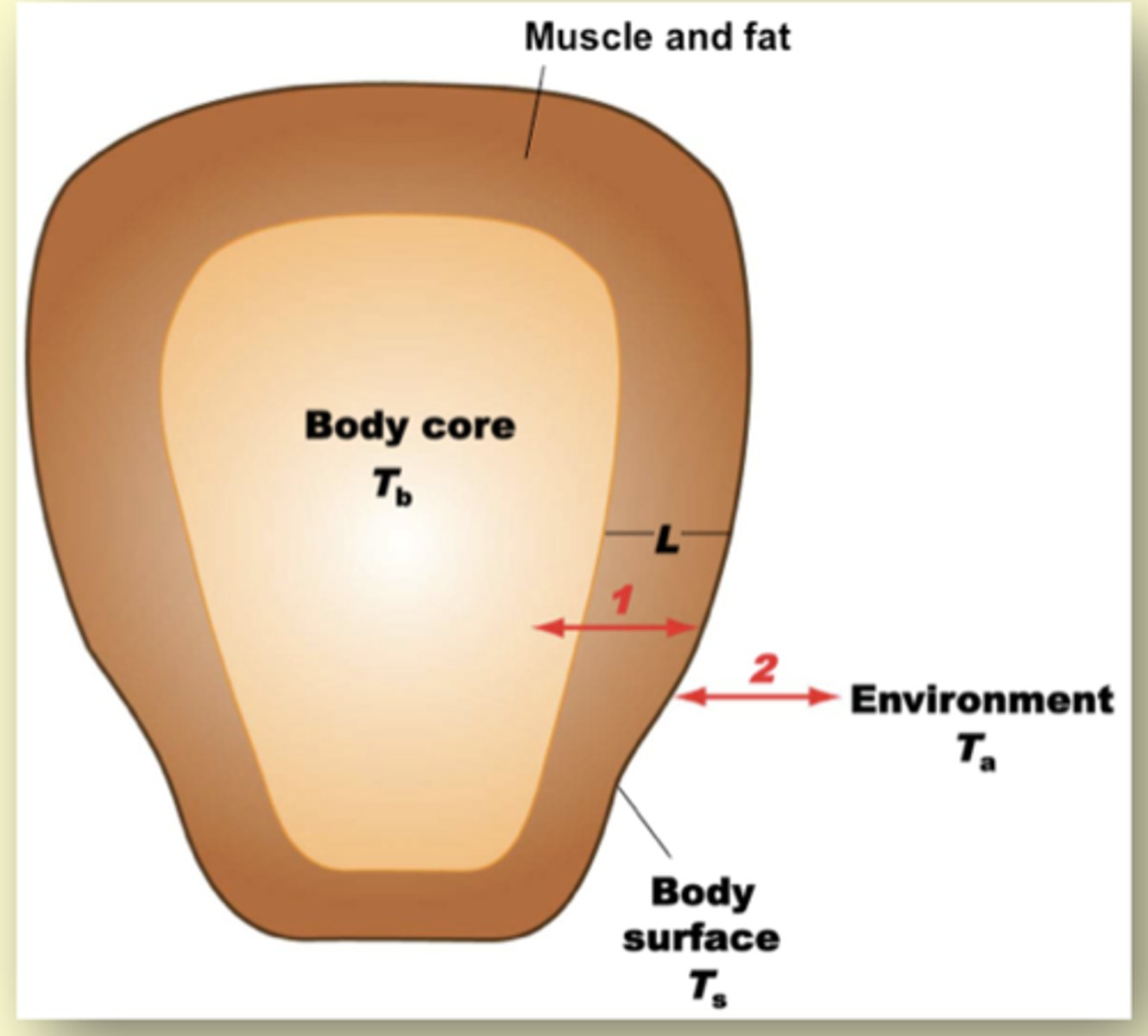 <p>Conversion of potential energy to kinetic energy from cellular respiration to cellular work is not perfectly efficient... most energy lost as heat</p><p>- 2nd law of thermodynamics</p>