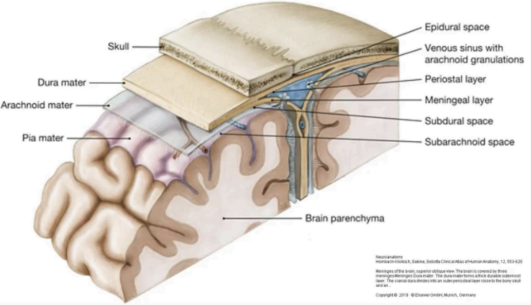 <ul><li><p>Dura Mater</p></li><li><p>Arachnoid Mater</p></li><li><p>Pia Mater</p></li></ul><p></p>
