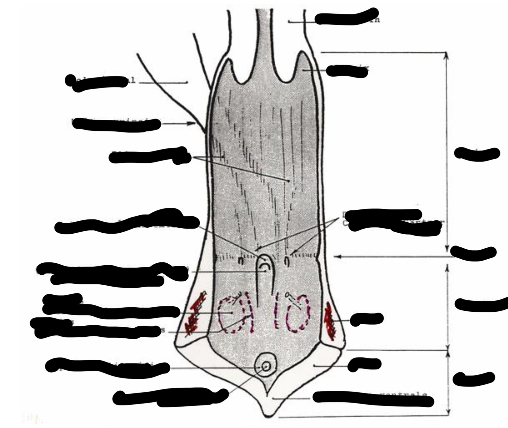 <p>Vagin caractérisitques</p>