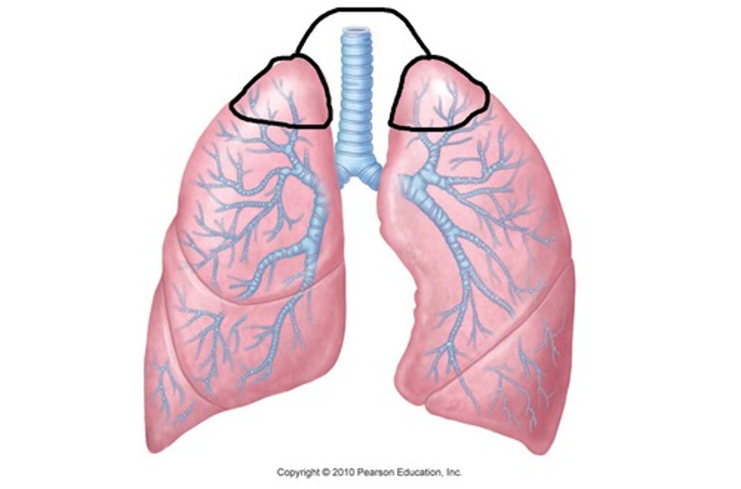 <p>tip or uppermost portion of the lung.</p><p>Area above the impression of Ist rib</p><p>It is covered by the cervical pleura above which lies the suprapleural membrane.</p>