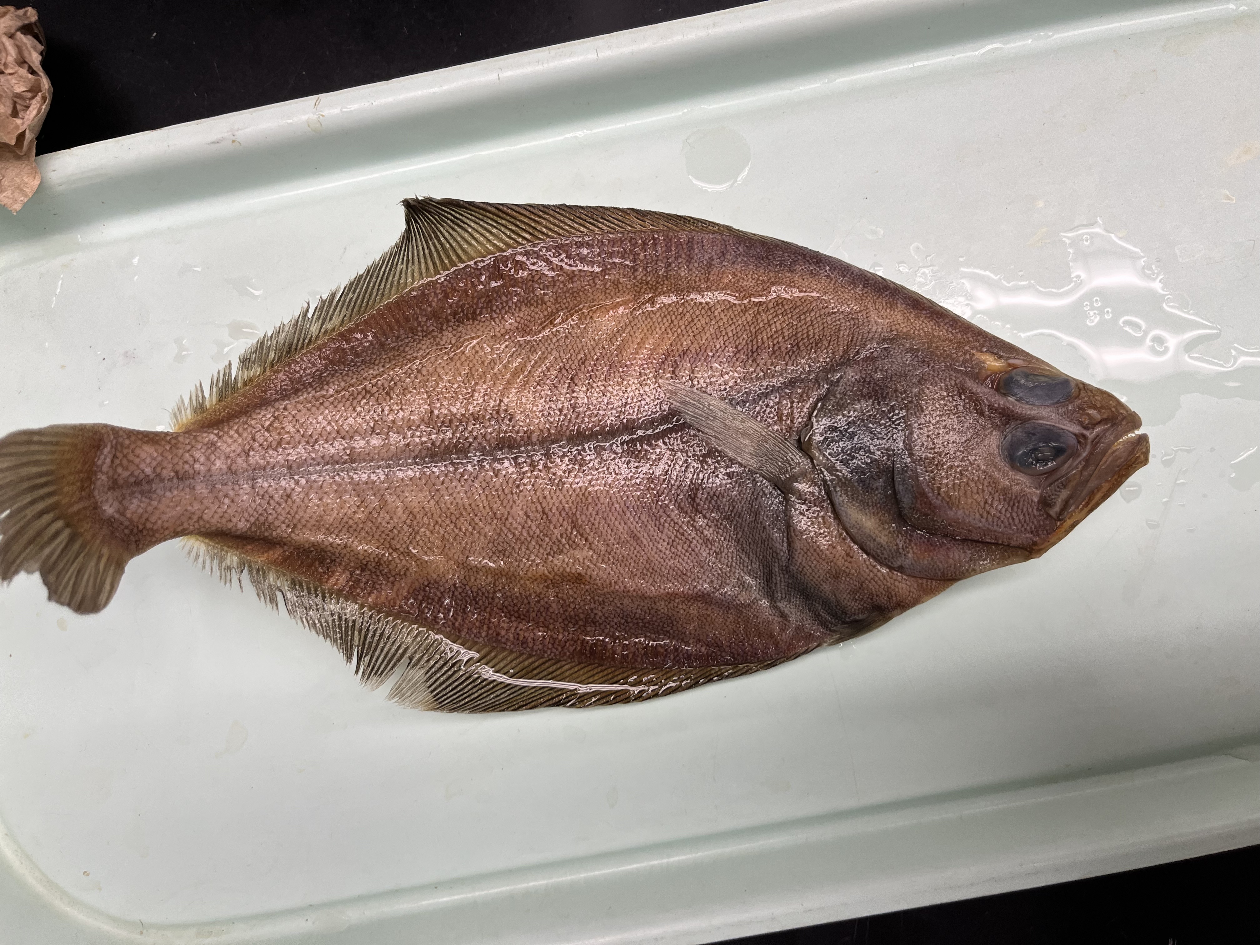 <p>Dextral flatfish with 2 rows of large teeth, black membranes on fins, eye NOT visible from blind side</p>