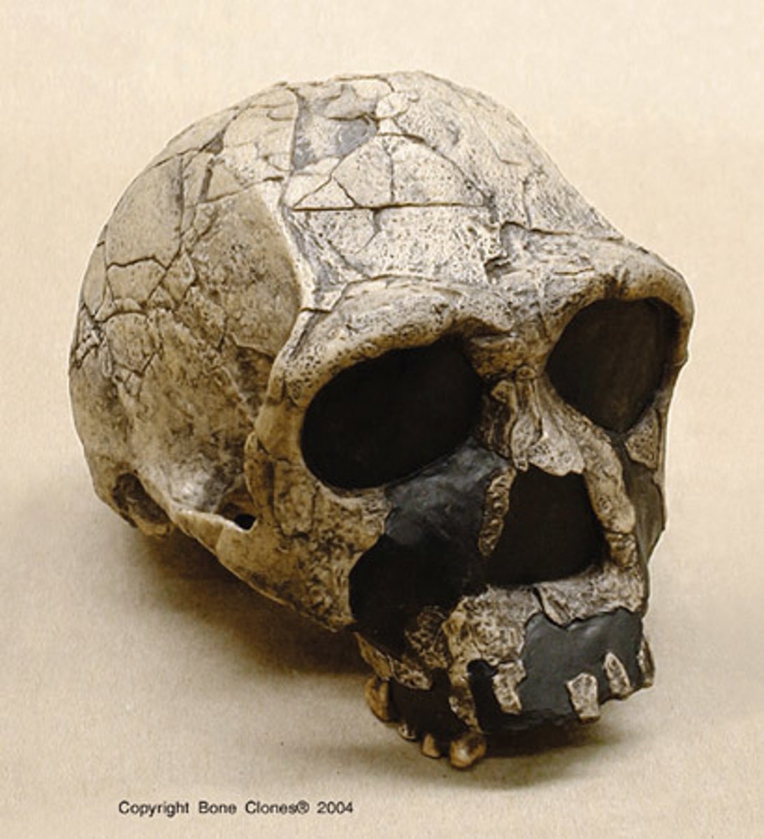 <p>East South Africa, 1.8-1.3MYA. thinner skull than erectus no suborbital foramen</p>