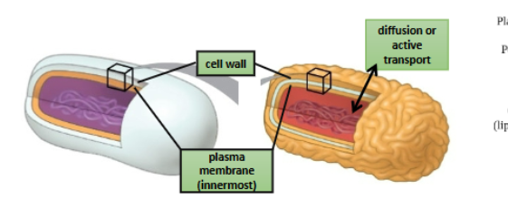 <p>-almsot all pro have cell wall</p><p>-lies outside plasma membrane </p><p>-protects and prevents cell lysis (rupture)</p><p>-bacteria: w/ peptidoglycan (PG)</p><p>-archea: w/ other structural polysaccharides (do not have peptidoglycan)</p>