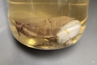 <p>What is in the jar?</p>