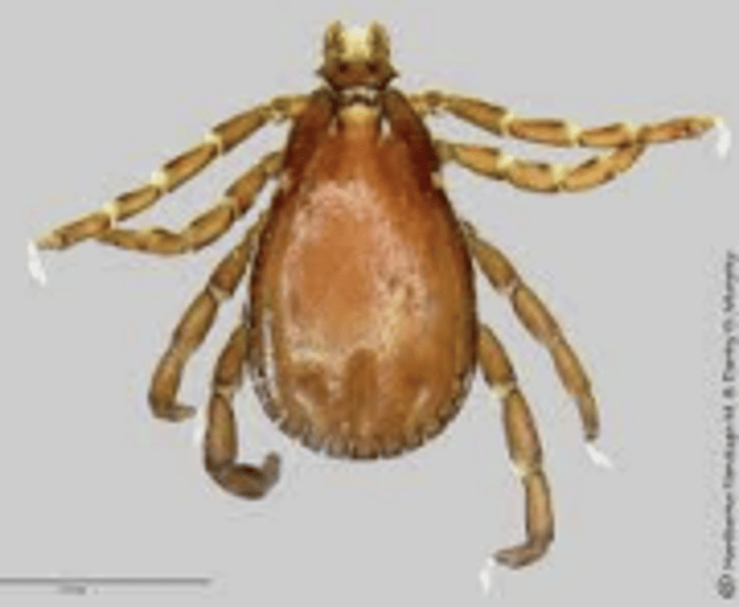 <p>Rhipicephalus sanguineus</p>