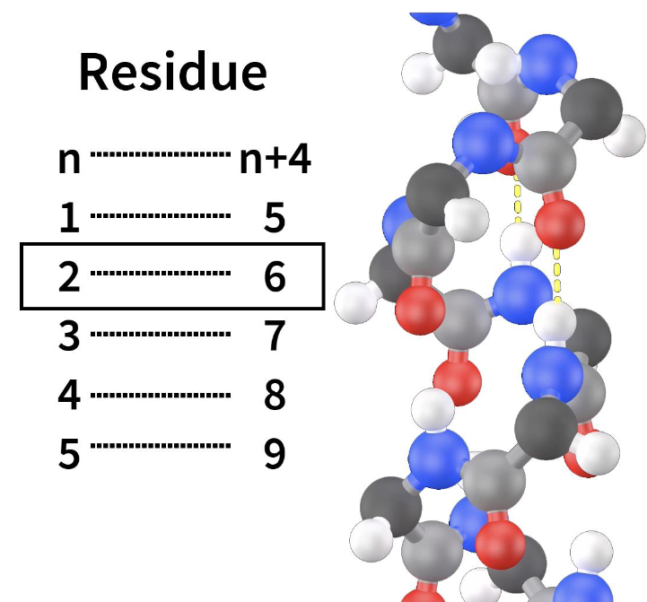 <ul><li><p>has N-terminal + C-terminal</p></li><li><p>R groups r not involved</p></li><li><p>hydrogen bonds btwn every 4 amino acids(residue)</p></li></ul>