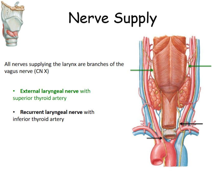 <p>Branches of the vagus nerve (CN X). </p>