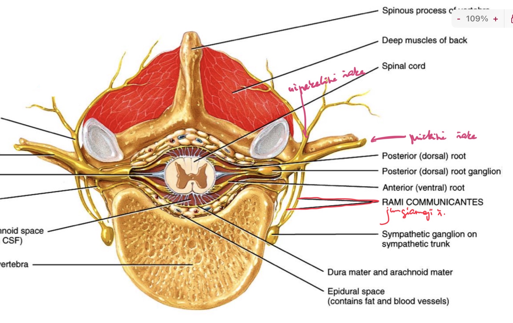 <p>Uzpakalines sakos</p><p>Priekines sakos</p><p>Jungiamosios sakos</p>