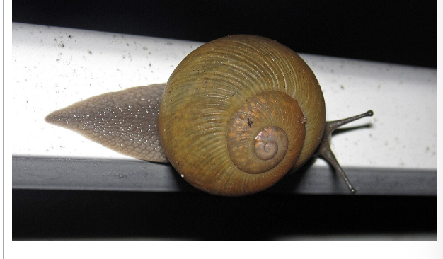 <p>importance: C4, too many nutrients, poor WQ</p><p>ecology: eaten by fish, birds, turtles</p><p>life: brown, gray/blue, no CM</p><p>feeding: omnivorous</p>