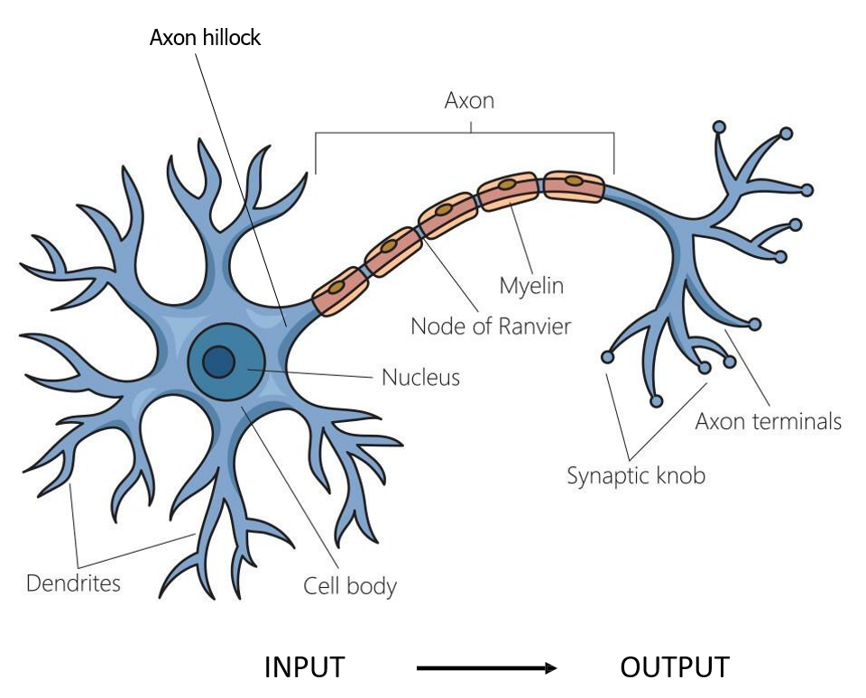 <p>1) Cellichaam (soma met kern)</p><p>2) Dendrieten </p><p>3) Axonheuvel (waar actiepotentialen ontstaan)</p><p>4) Axon (met/zonder myeline)</p><p>5) Axonuiteinden (met synaptische vesikels)</p><ul><li><p>contactpunten kan met andere neuronen, kliercellen, …</p></li></ul><p></p>