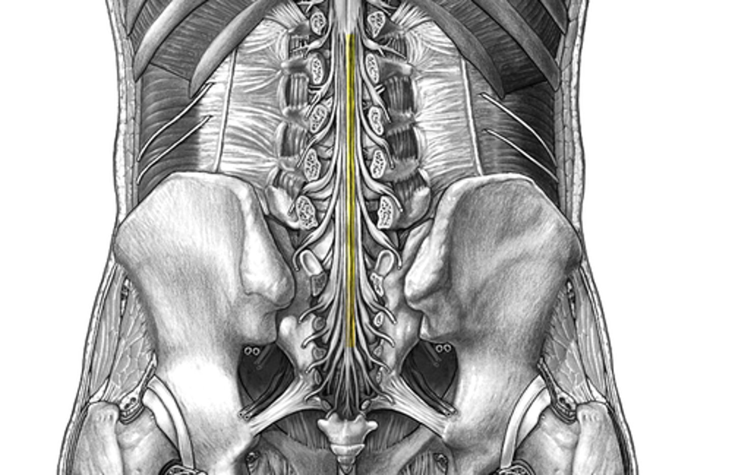 <p>extension of the pia mater; inside dural sac/subarachnoid space; terminates at end of sac SV2</p>