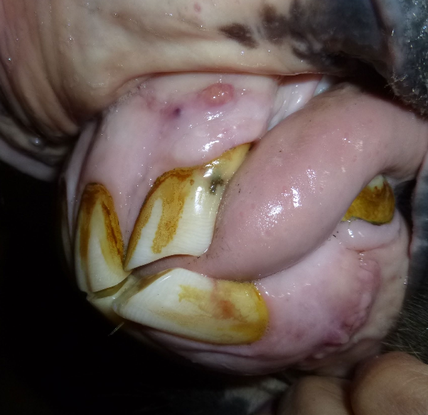 <p>equine odontoclastic tooth resorption and hypercementosis</p>