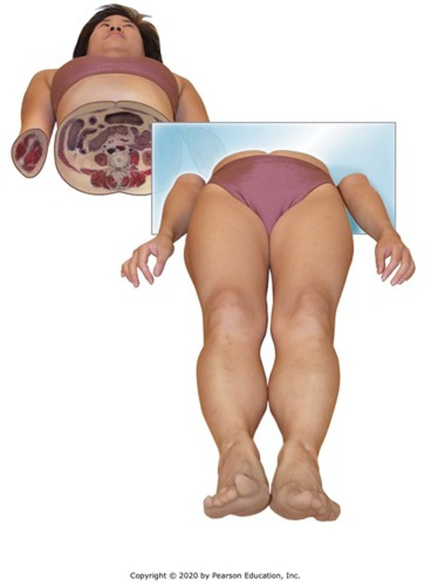 <p>divides the body into superior (upper) and inferior (lower) sections.</p>