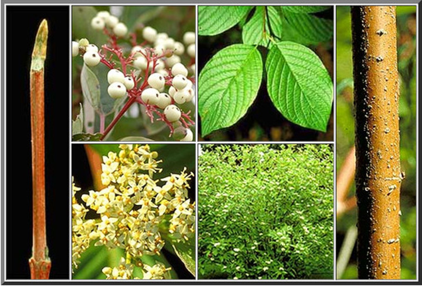 <p>red-osier dogwood</p>