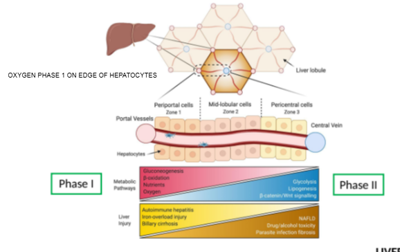 <p>At the edges of the hepatocyte, near the smooth endoplasmic reticulum.</p>