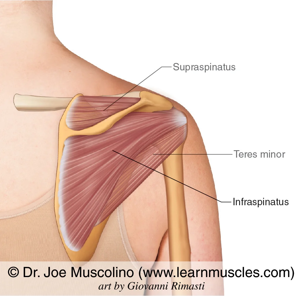 <ul><li><p>extension of shoulder joints </p></li><li><p>below the spine of the scapula</p></li></ul><p></p>