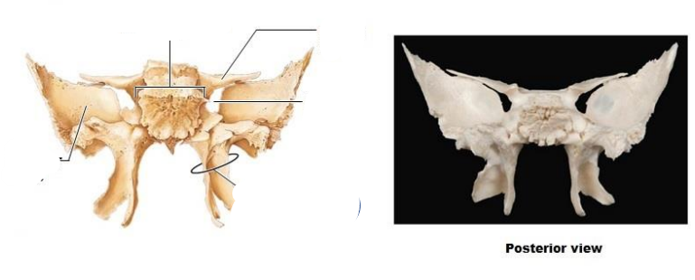<p>What is the sphenoid composed of? Posterior view (5)?</p>