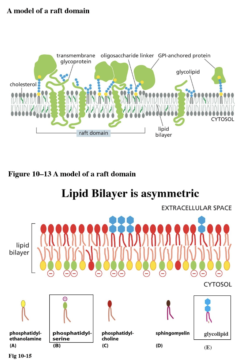 <ul><li><p>Lateral asymmetry: <span><span>non-uniform distribution of lipids and proteins within the plane of a single leaflet</span></span></p><ul><li><p>Lipid raft: a patch of membrane with a specific function (such as for cell signaling)</p><ul><li><p>They are immobile — attached to ECM proteins or the cytoskeleton </p></li><li><p>Components:</p><ul><li><p>Lipids have longer tails → thicker membrane</p></li><li><p>Transmembrane proteins have long hydrophobic alpha-helix</p></li><li><p>More cholesterol, more glycolipids, and more glycoproteins</p></li></ul></li></ul></li></ul></li></ul><p></p>