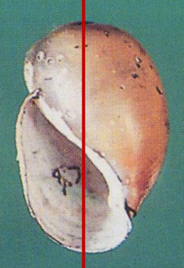 <p>Snail <strong><em>Intermediate hosts of Schistosoma spp</em></strong></p>