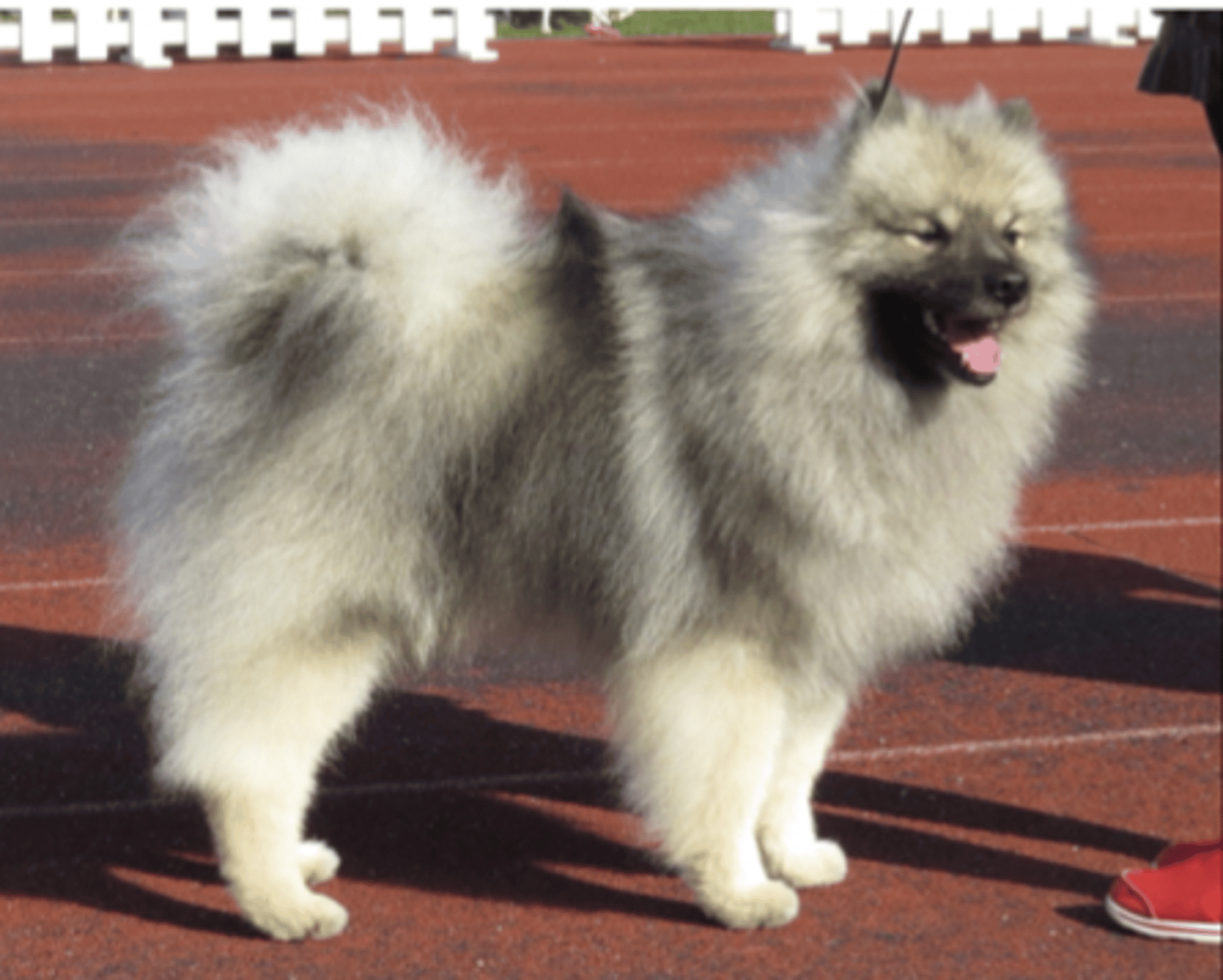 <p>FCI - 5, curly tail, toys are pomeranians</p>