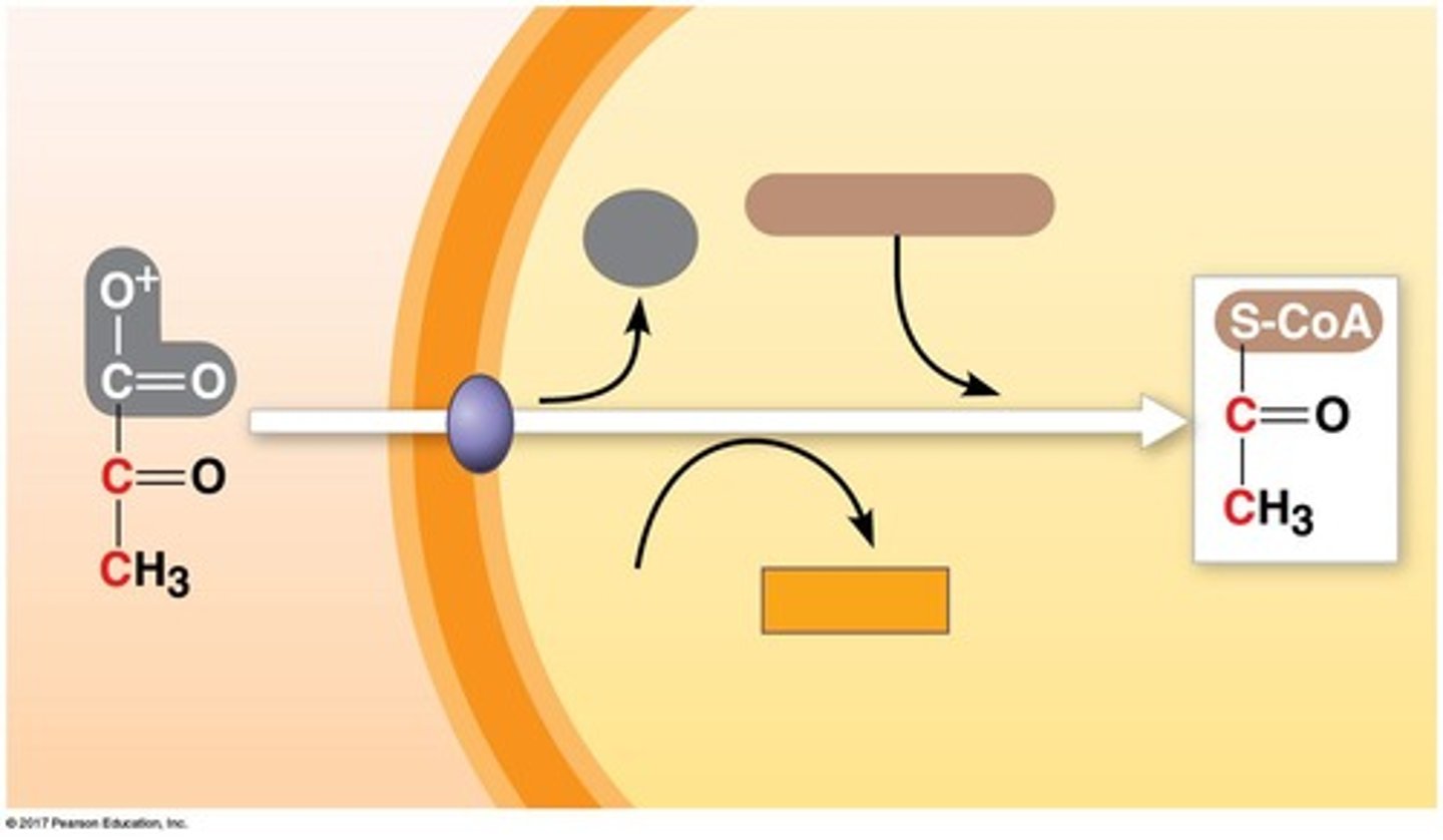 <p>Pyruvate must be converted to acetyl coenzyme A (acetyl CoA).</p>