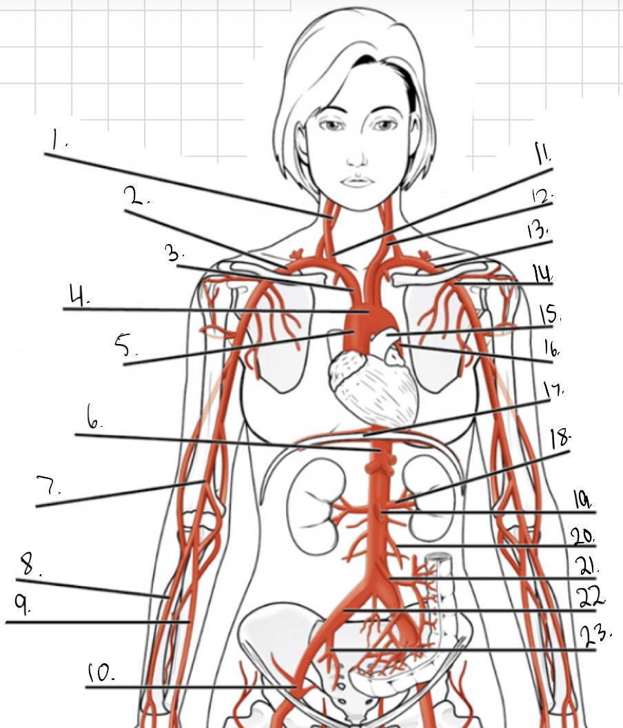 <p>Identity #4 on this image.</p>