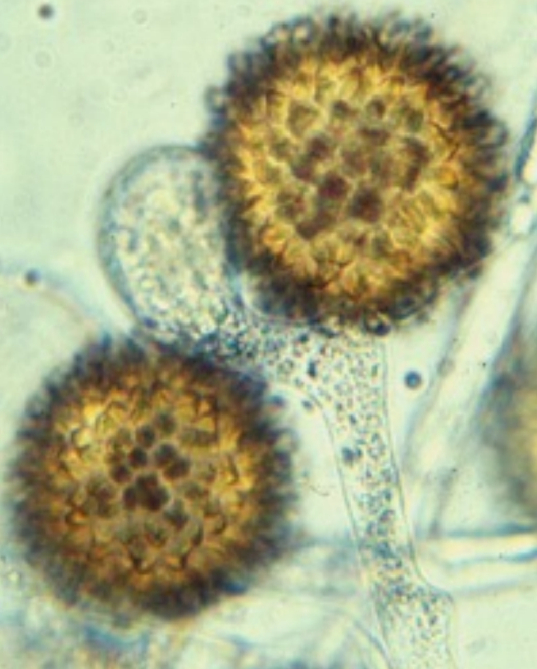 <p>suspensors are opposite and heterogamous , one is as large as zygosporangium, other is not visible </p>