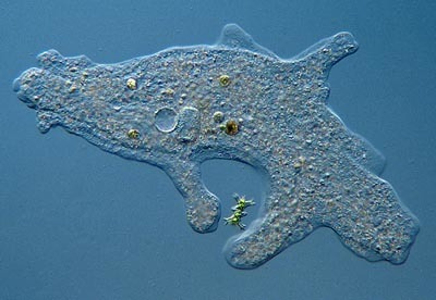 <p>A protist that moves by pseudopodia, which involves extending cytoplasm into filaments or lobes.</p>