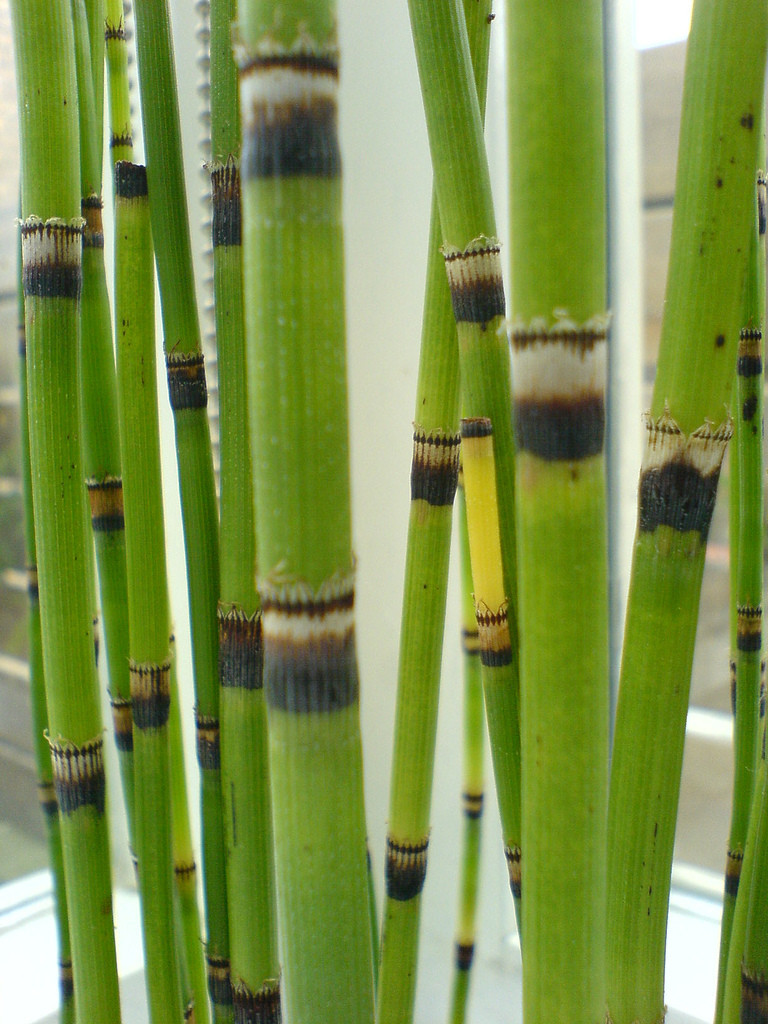 equisetum
