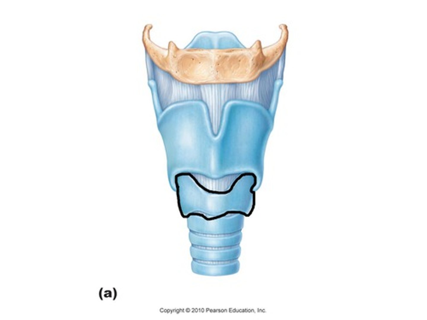 <p>the ring-shaped cartilage of the larynx.</p>