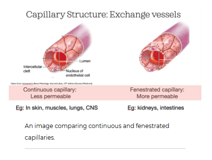 <p><span>We have a few different types of capillaries in our body. </span><strong>Continuous capillaries</strong><span> are the most abundant capillaries. But we also have&nbsp;</span><strong>fenestrated capillaries</strong><span>, found in the kidneys and intestines, and&nbsp;</span><strong>sinusoidal capillaries</strong><span> of the liver and spleen. These different capillaries have different permeability or "leakiness" to bulk flow.</span></p><ul><li><p><strong>Continuous capillaries </strong><span>are much less permeable than fenestrated capillaries. Both capillaries have intercellular clefts, which you learned about above. These small slits are found at the border where two endothelial cells meet. But</span></p></li><li><p><strong>fenestrated capillaries</strong><span> also have pores that go directly through the endothelial cell. These fenestrations are a bit like tunnels that allow substances to pass from inside the capillary directly into the interstitial fluid surrounding it. </span></p></li></ul><p></p>