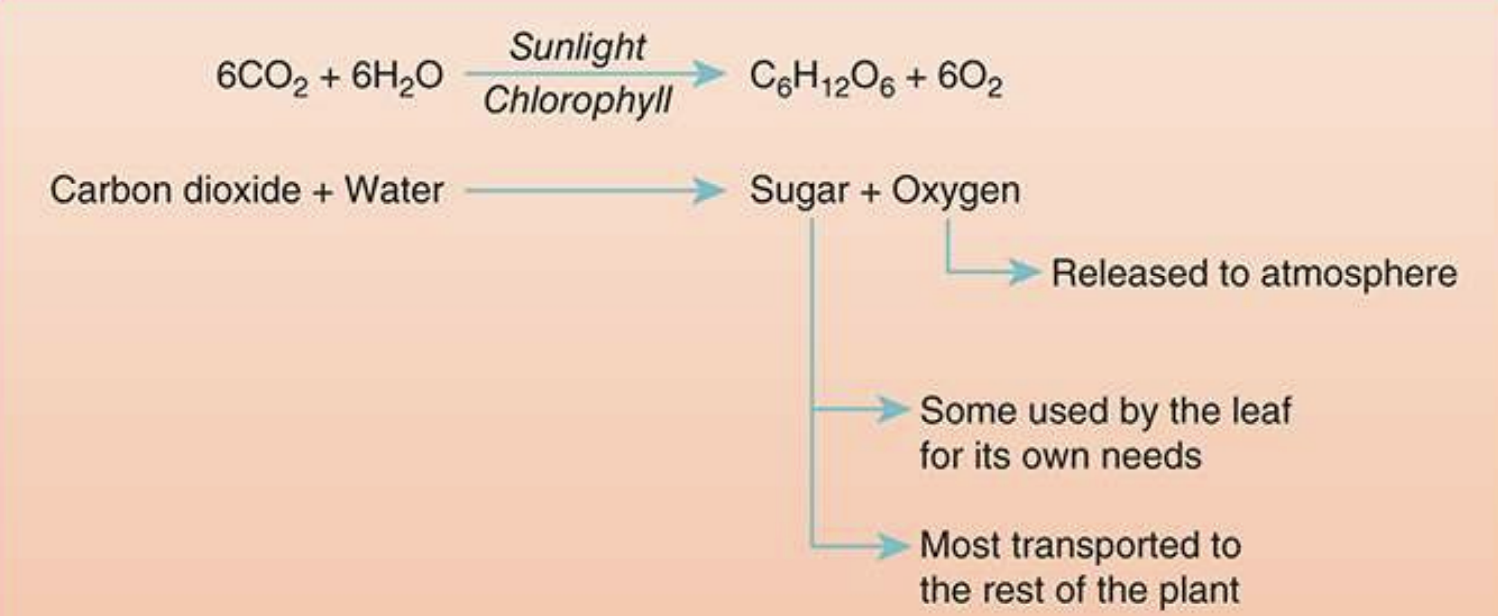 <p>Photosynthesis is the central metabolism (how plants acquire energy)</p><p>plants use Carbon Dioxide and Water to produce Carbohydrates and Oxygen as a secondary product.</p>