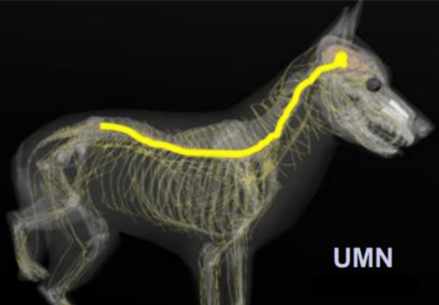<p>UMN of the __________</p>