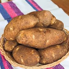 <p>Potato russet</p>