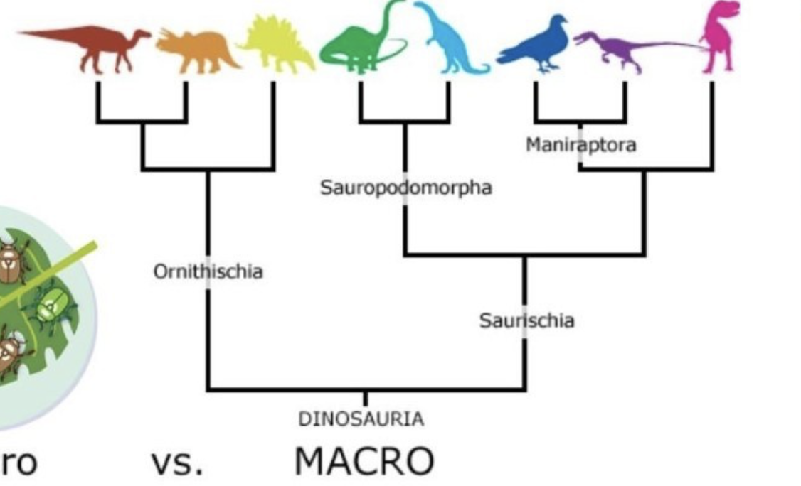 <p>MacroEvolution</p>