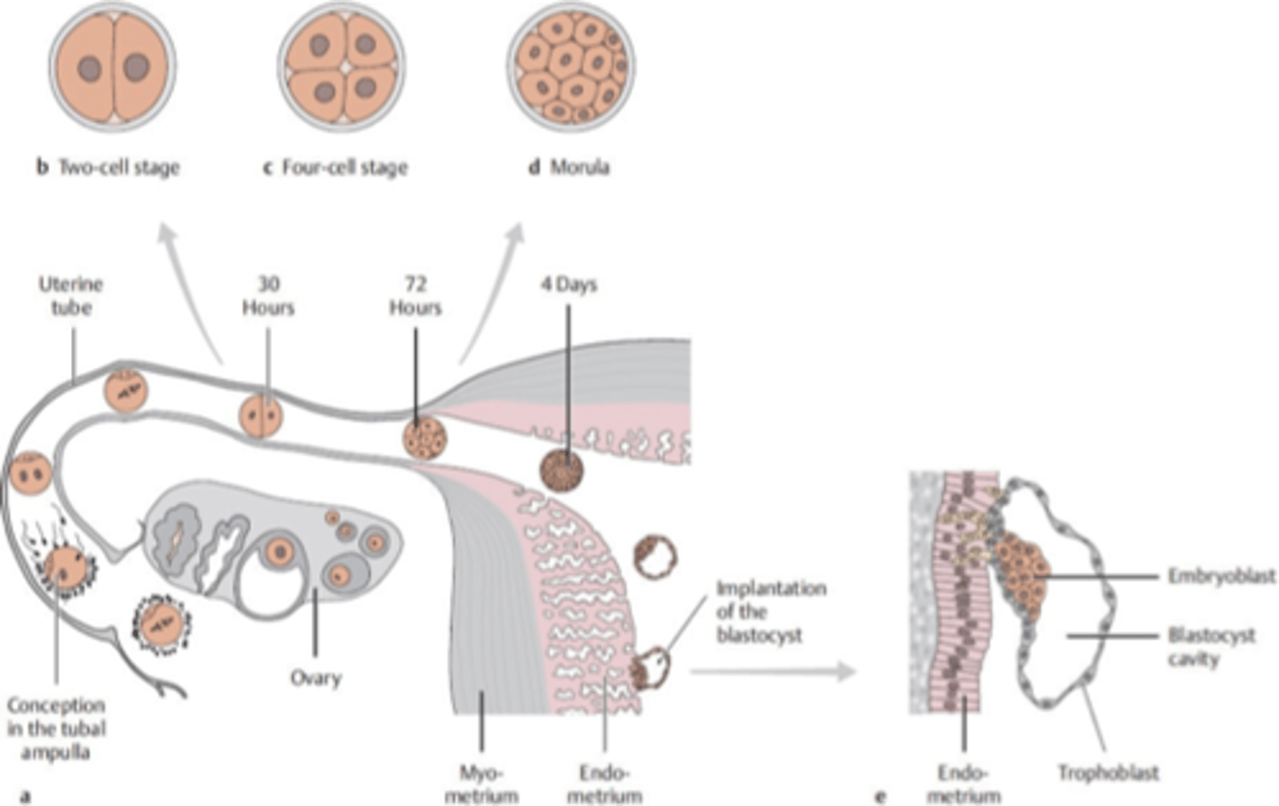 <p>morula, blastocyst</p>