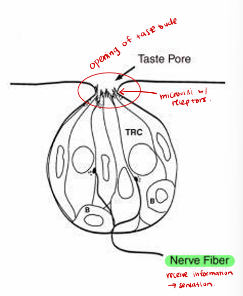 <p>Structure: <strong>receptor </strong>(specialized cell/<strong>not a neuron)</strong> and supporting cells</p><p>Receptor has <strong>synaptic vesicles </strong>at base that release neurotransmitters (communicate with afferent (sensory) nerve cells)</p><p>Cells are replaced about <strong>every 10 days </strong>(basal cells- maintenance and support)</p>