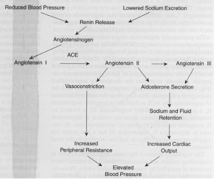 <p>Reduced Blood Pressure, Renin Release, Lowered Sodium Excretion, Vasoconstriction, Aldosterone Secretion, Sodium and Fluid Retention, Increased Peripheral Resistance, Increased Cardiac Output, Elevated Blood Pressure</p>