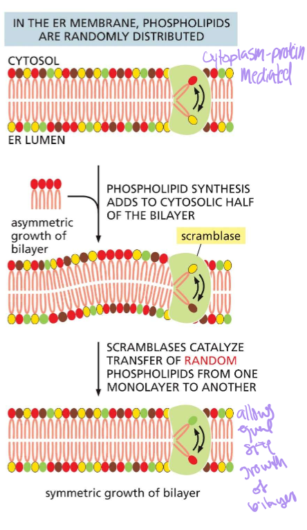 <p>Mediates random phospholipid distribution in the ER membrane. When phospholipids are asymmetrically added, scramblase will flip them until the numbers are even.</p>