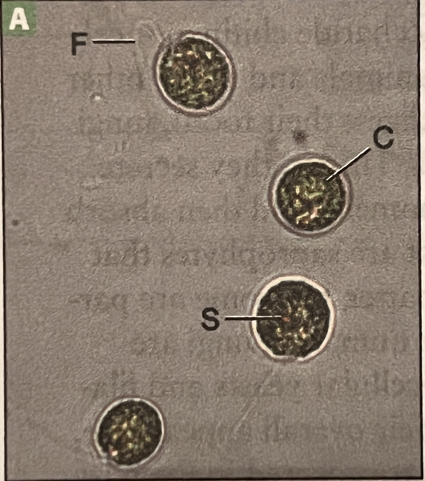 Chlamydomonas 