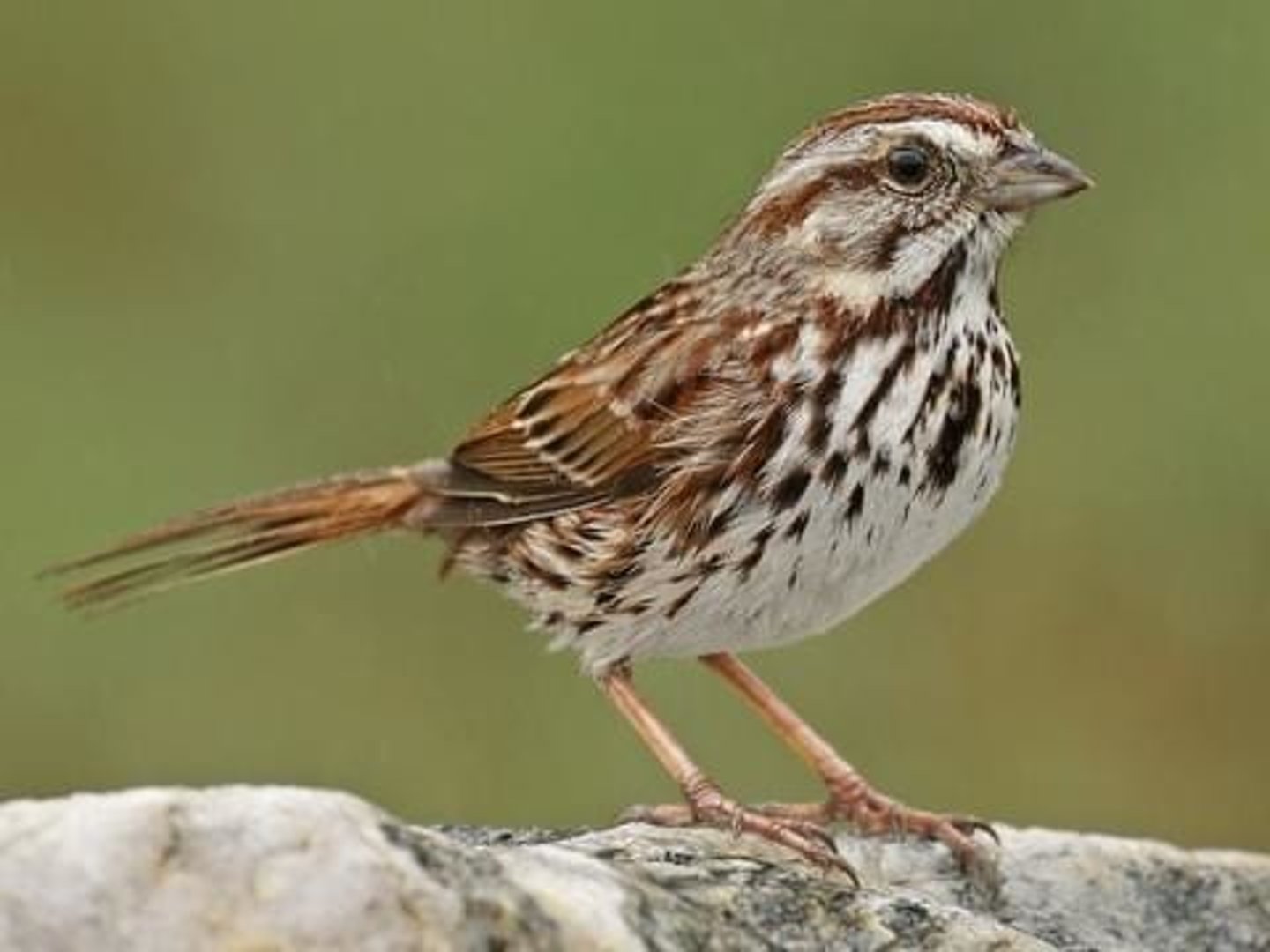 <p>Song Sparrow</p>
