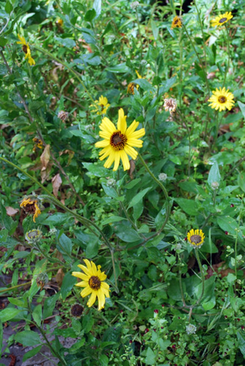 <p>Bush sunflower</p>