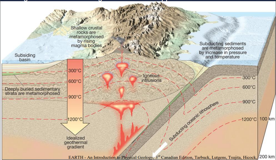 <p>illustration showing geothermal gradient and its role in metamorphism</p><ul><li><p>geothermal gradient is lowered by the subduction of comparatively cool oceanic lithosphere</p></li><li><p>thermal heating is evident where magma intrudes the upper crust </p></li></ul>