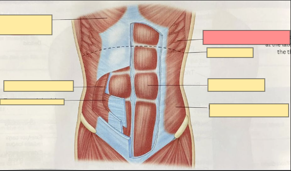 <p>fan shaped muscle at the lateral wall of the thorax</p>
