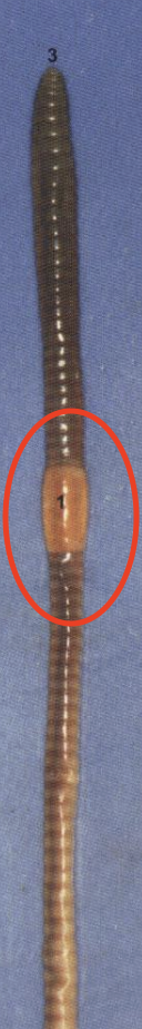 <p>Earthworm: reproductive structure</p>