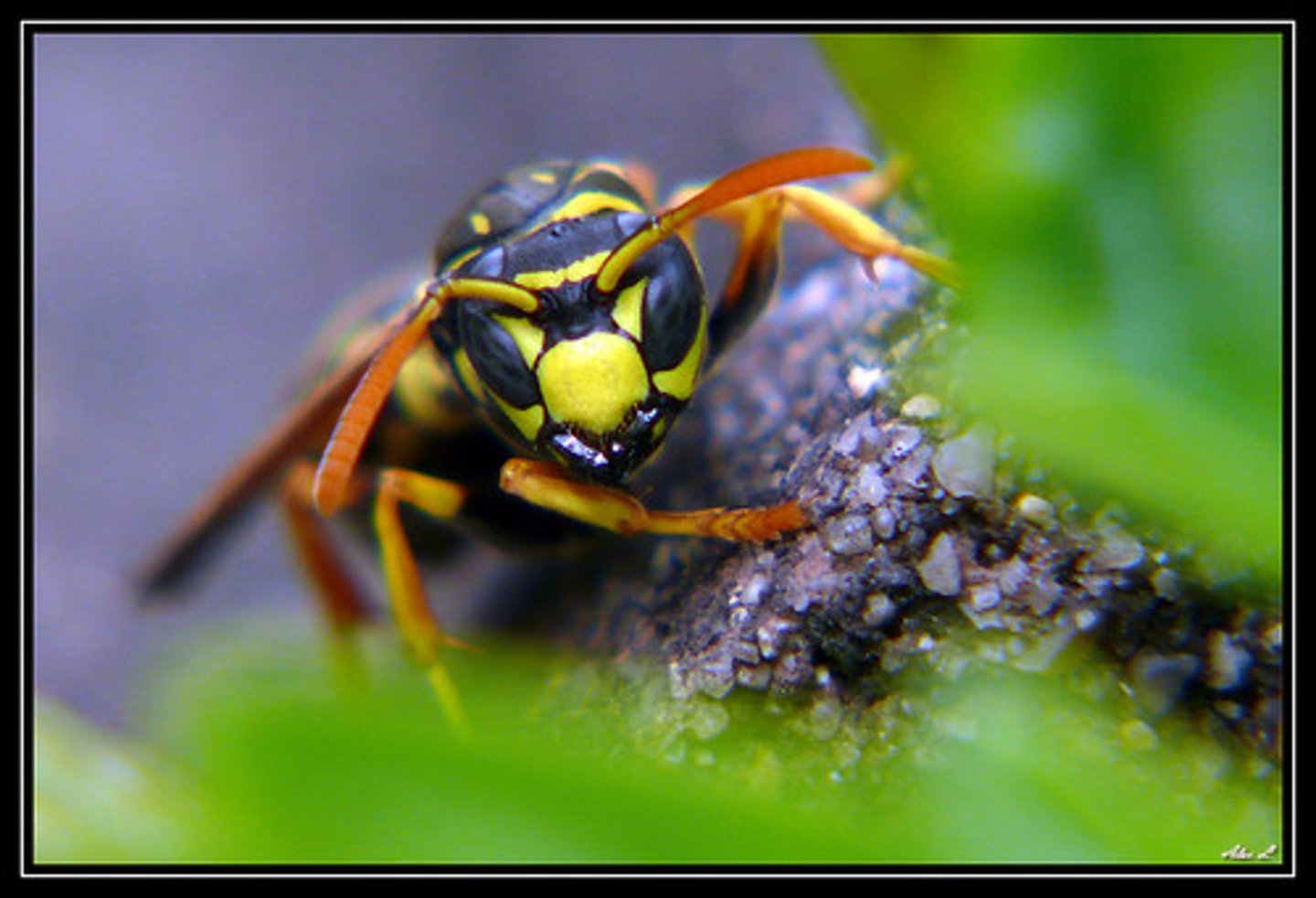<p>wasp</p>