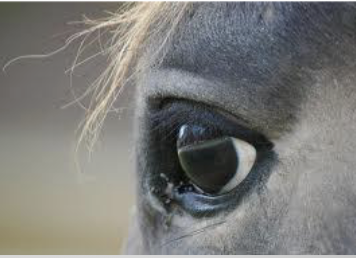 <p>What is this kind of eye?</p>