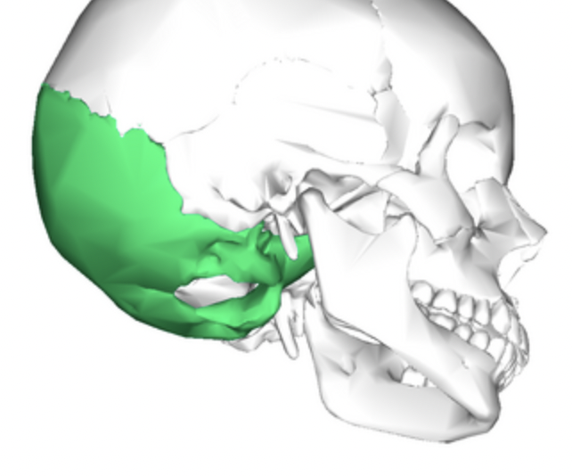 <p>posterior braincase</p>