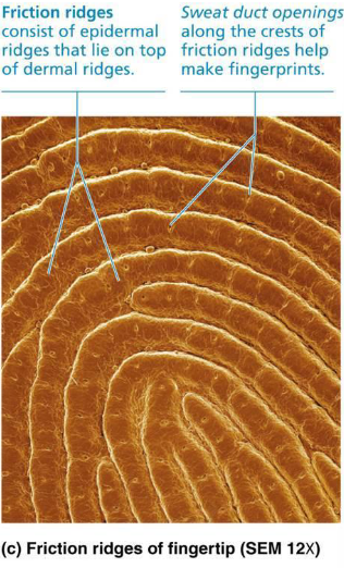 <ul><li><p>Dermal papillae lie on top of dermal ridges, give rise to epidermal ridges</p></li><li><p>Collectively ridges are called friction ridges</p><ul><li><p>enhance gripping ability</p></li><li><p>Contribute to sense of touch</p></li><li><p>Sweat pores in ridges leave unique finger prints</p></li></ul></li></ul><p></p>