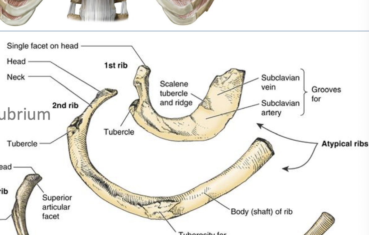 <p>Very short and broad</p><p>Rib 1: Surface features of this rib includes <strong>scalene tubercle</strong> and grooves for <strong>subclavian vessels</strong></p>